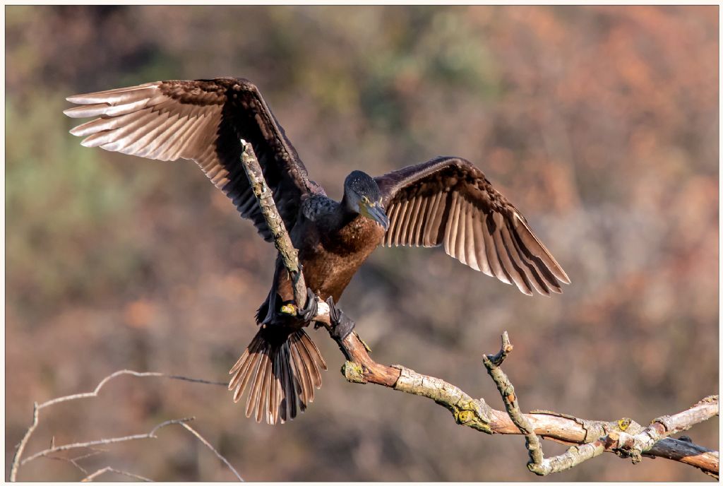 Cormorano marrone